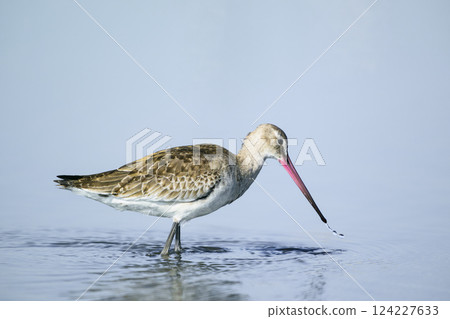 Ogoshogi young bird Ogoshogi young bird 124227633