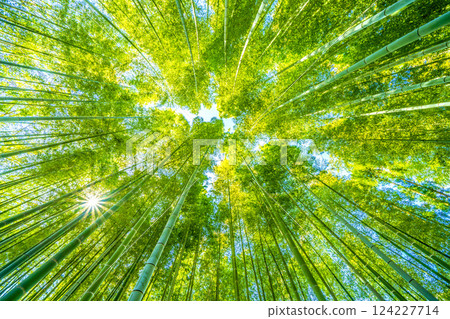 Yokohama cityscape in Japan: A collaboration of green and yellow...bamboo forest and sunlight shining through...a ray of hope... = March 22, 2025, Yokohama Yokohama cityscape in Japan: A collaboration of green and yellow...bamboo forest and sunlight shining through...a ray of hope... = March 22, 2025, Yokohama 124227714