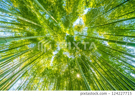 Yokohama cityscape in Japan: A collaboration of green and yellow...bamboo forest and sunlight shining through...a ray of hope... = March 22, 2025, Yokohama 124227715