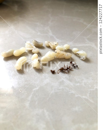 吃螞蟻卵 吃螞蟻卵 124227717