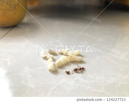 吃螞蟻卵 吃螞蟻卵 124227721