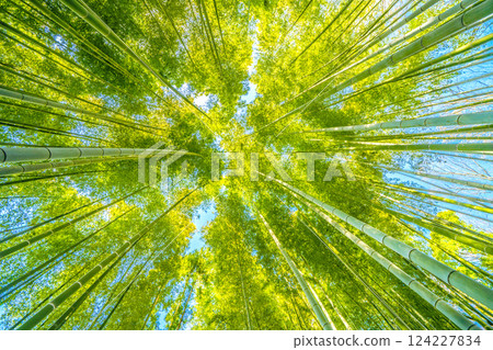 Yokohama cityscape in Japan: A collaboration of green and yellow... A beautiful bamboo forest... = March 22, 2025, Yokohama 124227834