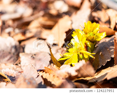 A delightful sight in the New Year: Adonis lilies peeking out from among the fallen leaves A delightful sight in the New Year: Adonis lilies peeking out from among the fallen leaves 124227951