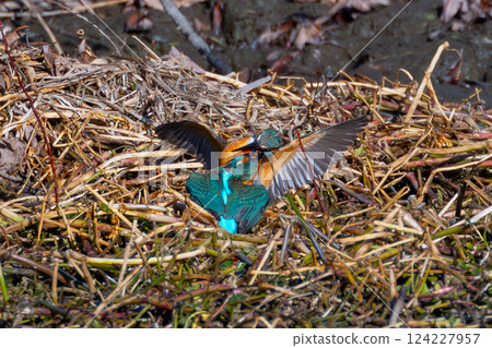 Two kingfishers fighting over territory at the Kobegawa swan habitat in Kawajima-cho, Hiki-gun, Saitama Prefecture Two kingfishers fighting over territory at the Kobegawa swan habitat in Kawajima-cho, Hiki-gun, Saitama Prefecture 124227957
