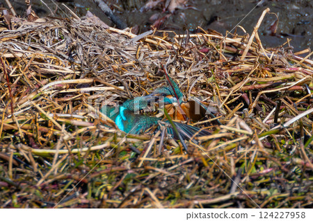 Two kingfishers fighting over territory at the Kobegawa swan habitat in Kawajima-cho, Hiki-gun, Saitama Prefecture 124227958
