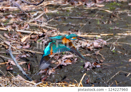 Two kingfishers fighting over territory at the Kobegawa swan habitat in Kawajima-cho, Hiki-gun, Saitama Prefecture 124227960