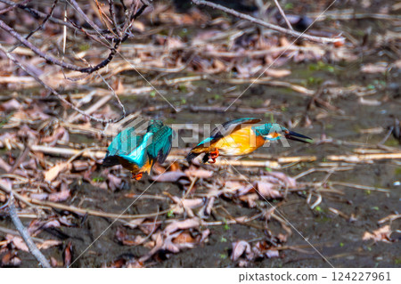 Two kingfishers fighting over territory at the Kobegawa swan habitat in Kawajima-cho, Hiki-gun, Saitama Prefecture Two kingfishers fighting over territory at the Kobegawa swan habitat in Kawajima-cho, Hiki-gun, Saitama Prefecture 124227961