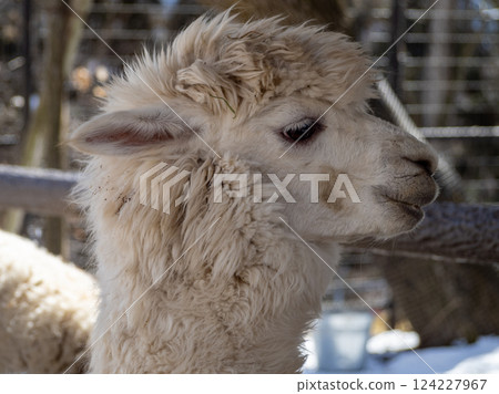 茶臼山動物園的羊駝 茶臼山動物園的羊駝 124227967