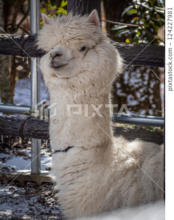 茶臼山動物園的羊駝 茶臼山動物園的羊駝 124227981