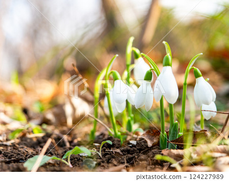 Cute snowdrop flowers starting to bloom on a cold midwinter morning Cute snowdrop flowers starting to bloom on a cold midwinter morning 124227989