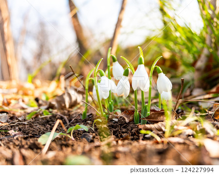 Cute snowdrop flowers starting to bloom on a cold midwinter morning Cute snowdrop flowers starting to bloom on a cold midwinter morning 124227994