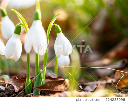 Cute snowdrop flowers starting to bloom on a cold midwinter morning Cute snowdrop flowers starting to bloom on a cold midwinter morning 124227996