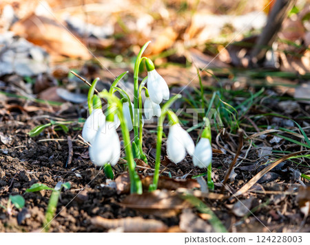 Cute snowdrop flowers starting to bloom on a cold midwinter morning Cute snowdrop flowers starting to bloom on a cold midwinter morning 124228003