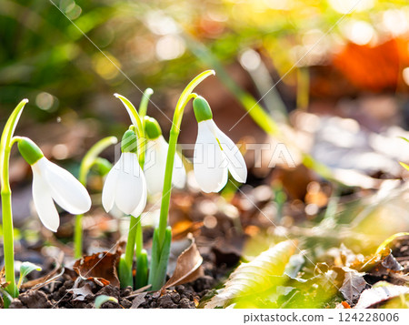 Cute snowdrop flowers starting to bloom on a cold midwinter morning 124228006