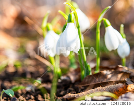 Cute snowdrop flowers starting to bloom on a cold midwinter morning Cute snowdrop flowers starting to bloom on a cold midwinter morning 124228016