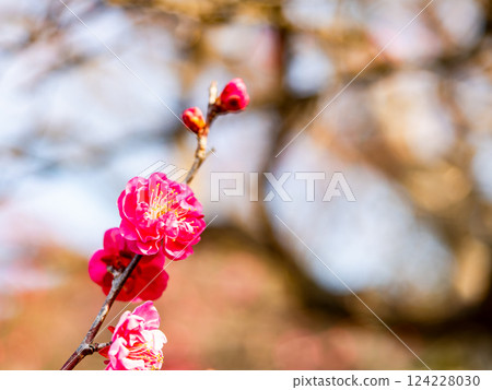 Beautiful red plum blossoms finally starting to bloom in the New Year Beautiful red plum blossoms finally starting to bloom in the New Year 124228030