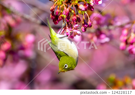 靜岡縣沼津市井田 早開的河津櫻花和白眼艷粉色 124228117