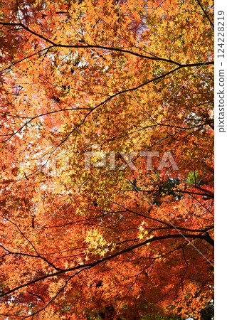Background of ed color maple leaf during autumn season Background of ed color maple leaf during autumn season 124228219