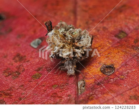 Larvae of the Four-spotted Spotted Mayfly 124228283