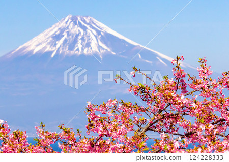 靜岡縣沼津市井田市，面向駿河灣的山坡上，可以看到白雪皚皚的富士山，以及飛翔在早開的河津櫻花上的繡眼鳥。 124228333