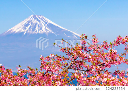 Ida, Numazu City, Shizuoka Prefecture. View of snow-capped Mt. Fuji and white-eyes flying to early-blooming Kawazu cherry blossoms on the slope facing Suruga Bay. Ida, Numazu City, Shizuoka Prefecture. View of snow-capped Mt. Fuji and white-eyes flying to early-blooming Kawazu cherry blossoms on the slope facing Suruga Bay. 124228334