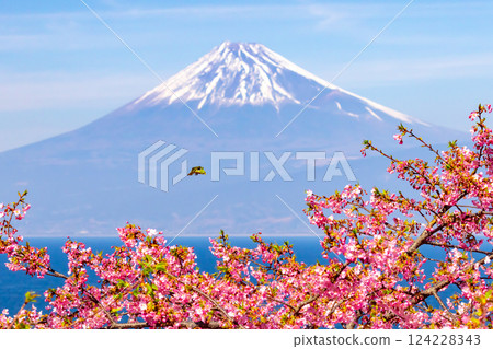 靜岡縣沼津市井田市，面向駿河灣的山坡上，可以看到白雪皚皚的富士山，以及飛翔在早開的河津櫻花上的繡眼鳥。 124228343
