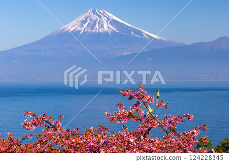 靜岡縣沼津市井田市，面向駿河灣的山坡上，可以看到白雪皚皚的富士山，以及飛翔在早開的河津櫻花上的繡眼鳥。 124228345