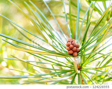 Cute little fruits of the Japanese knotweed 124228355