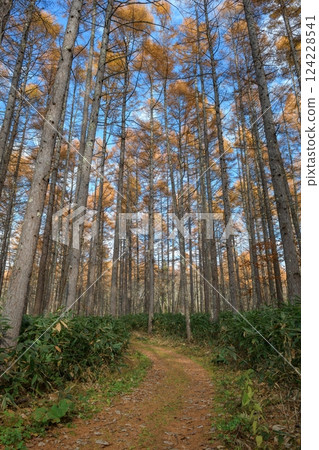 Explore the mindfulness of nature with a horizontal panorama capturing the dark, serene beauty of a pine forest at dawn, where sunlight filters through the towering trunks. 124228541