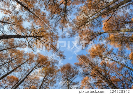 Explore the depths of Japan's fall landscape with a photo capturing the misty dawn, deep growth of evergreen trees, and the abstract patterns of nature. 124228542