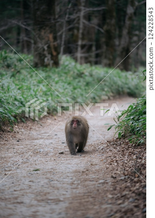 Wild monkey in a lush jungle, black primate walking alone. A cute, fuzzy-tailed creature showcasing the fragile beauty of nature's ecosystem. Wild monkey in a lush jungle, black primate walking alone. A cute, fuzzy-tailed creature showcasing the fragile beauty of nature's ecosystem. 124228543