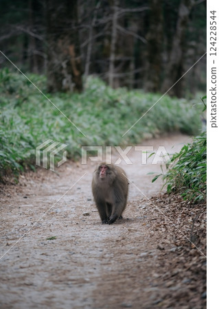 Jungle life captured: Funny monkey in a green habitat. A black primate with a fuzzy tail, expressing freedom and conservation in the rainforest. 124228544