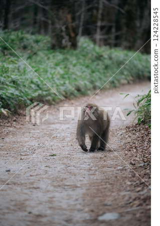 Family in the wild: Funny monkey troop in a green jungle. A cute black primate with a fuzzy tail, showcasing the conservation of tropical life. 124228545