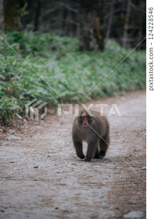 Wildlife escape, Monkey family in a lush tropical habitat. Black primates with fuzzy tails, expressing the funny and cute side of rainforest life. Wildlife escape, Monkey family in a lush tropical habitat. Black primates with fuzzy tails, expressing the funny and cute side of rainforest life. 124228546