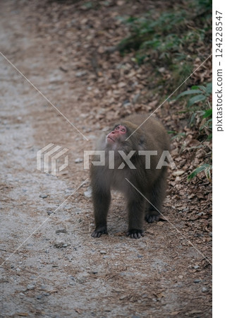 Jungle exploration, Candid moment of a cute black monkey in motion. A fuzzy-tailed primate symbolizing the fragile beauty of nature's ecology. Jungle exploration, Candid moment of a cute black monkey in motion. A fuzzy-tailed primate symbolizing the fragile beauty of nature's ecology. 124228547