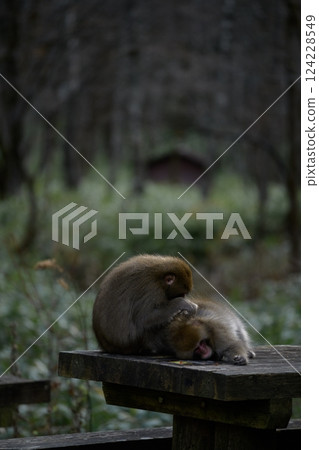 Cute monkey family in Japan's jungle, showcasing adorable grooming moments and curious expressions. Funny behavior captured in their natural tropical habitat. 124228549