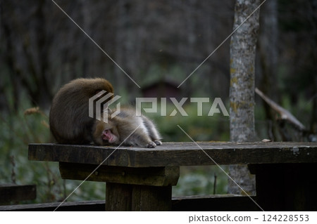 Mother and baby monkey bonding in Japan's jungle. Adorable grooming moments, curious expressions, and tropical wildlife captured in captivating family portrait. 124228553