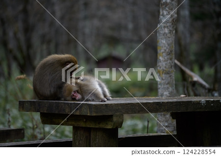 Adorable monkey family in a Japanese rainforest, showcasing grooming and curious expressions. Funny behavior captured in their natural tropical habitat. 124228554