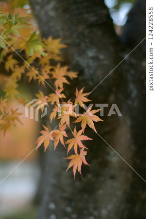 Embrace the autumnal magic of Japan with vibrant red and orange maple foliage. A serene scene capturing the beauty of changing seasons in Kyoto, bathed in golden sunlight. 124228558