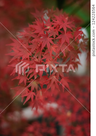 Japanese maple leaves in bright colors bring a sense of peace and relaxation to the scenery. A serene and tranquil scene capturing the essence of fall. Japanese maple leaves in bright colors bring a sense of peace and relaxation to the scenery. A serene and tranquil scene capturing the essence of fall. 124228564