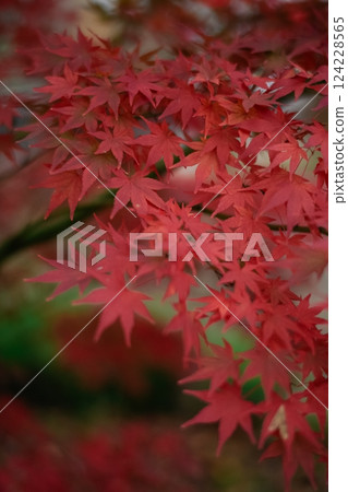 Lonely and peaceful, the abstract beauty of fall in Kyoto is portrayed through the vibrant colors of maple leaves. A tranquil and calming scene. 124228565