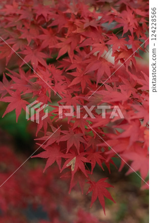 Red and orange maple leaves create a border of peace and quiet in Kyoto, Japan. A serene and idyllic depiction of fall's beauty. 124228566