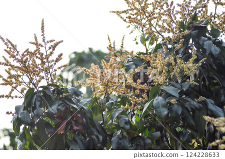 longan, thai fruit or Dimocarpus longan blossom or longan flower longan, thai fruit or Dimocarpus longan blossom or longan flower 124228633