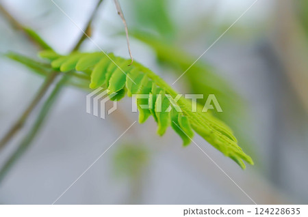 Acacia pennata, Tropical Acacia or Climbing wattle or Acacia, Cha om or FABACEAE or LEGUMINOSAE or MIMOSOIDEAE or MIMOSACEAE Acacia pennata, Tropical Acacia or Climbing wattle or Acacia, Cha om or FABACEAE or LEGUMINOSAE or MIMOSOIDEAE or MIMOSACEAE 124228635