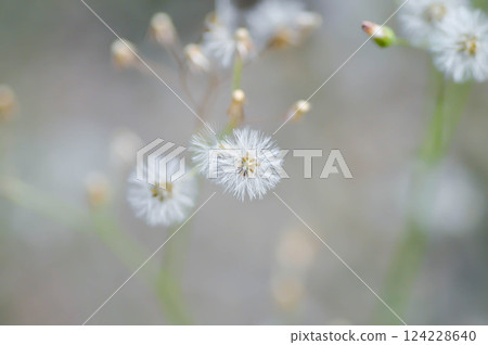 Cyanthillium cinereum , Little ironweed or Vernonia cinerea or Ash coloured fleabane or  Ash coloured ironweed 124228640