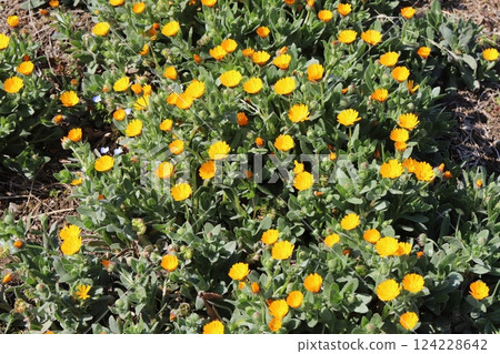 Orange flowers of yellow marigold (calendula officinalis) blooming in a garden in early spring Orange flowers of yellow marigold (calendula officinalis) blooming in a garden in early spring 124228642