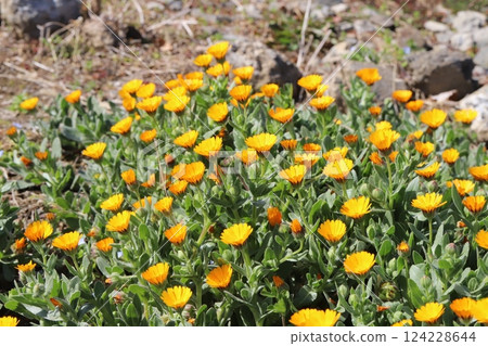 早春時節，花園中盛開著金盞花（金盞菊）的橘色花朵 124228644