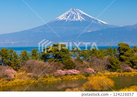 Ida, Numazu City, Shizuoka Prefecture, view of early blooming Kawazu cherry blossoms along Myojin Pond and snow-covered Mt. Fuji across Suruga Bay 124228857