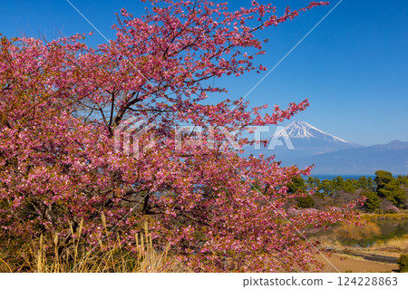 Ida, Numazu City, Shizuoka Prefecture. View of early-blooming Kawazu cherry blossoms on the slopes and snow-covered Mt. Fuji across Suruga Bay. 124228863