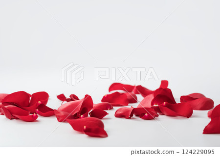 Red rose petals on white background Red rose petals on white background 124229095